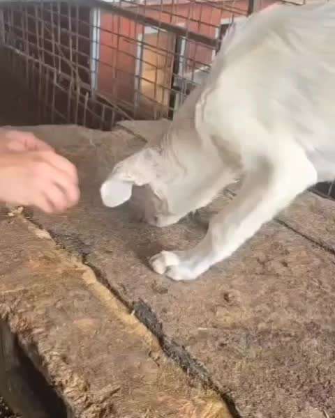 Tierschutzhunde suchen ein Zuhause-Beitrag-Bild