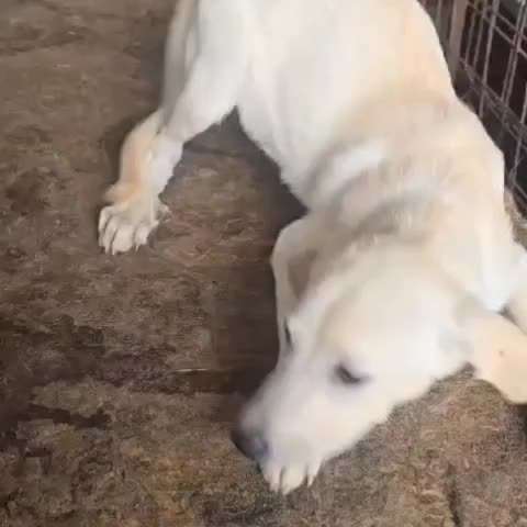 Tierschutzhunde suchen ein Zuhause-Beitrag-Bild