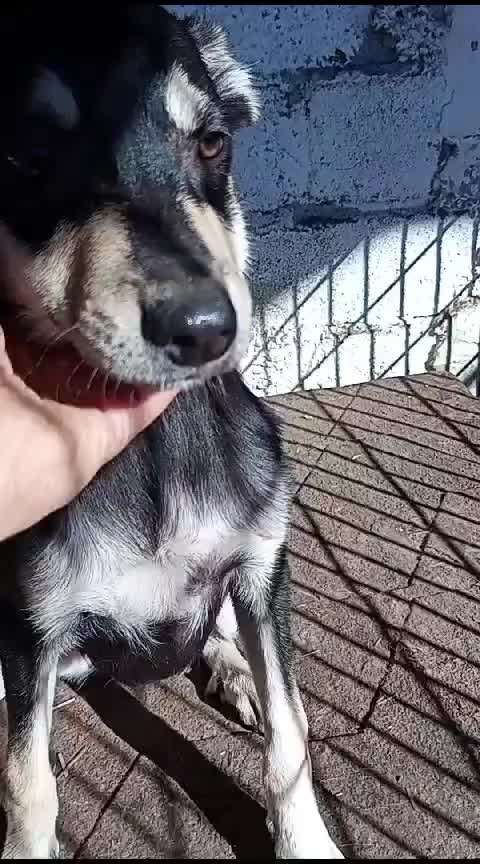 Tierschutzhunde suchen ein Zuhause-Beitrag-Bild