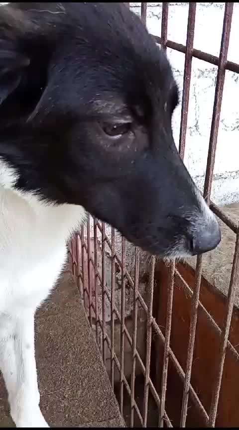 Tierschutzhunde suchen ein Zuhause-Beitrag-Bild