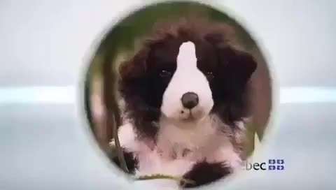 Hunde Memes-Beitrag-Bild