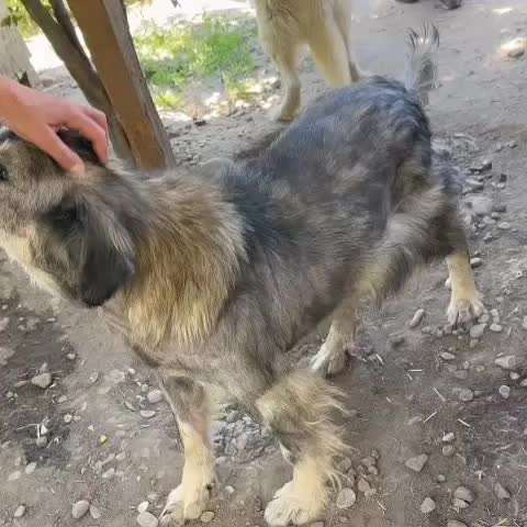 Tierschutzhunde suchen ein Zuhause-Beitrag-Bild