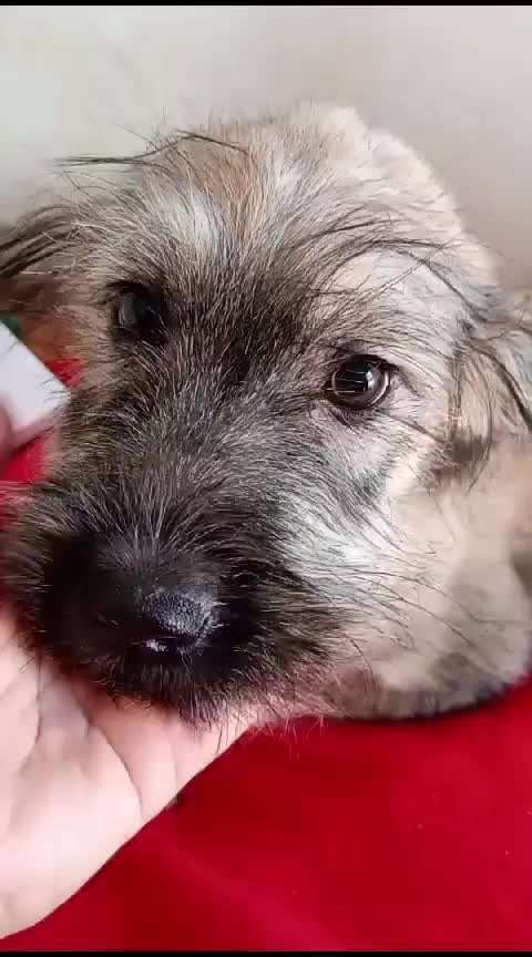 Tierschutzhunde suchen ein Zuhause-Beitrag-Bild