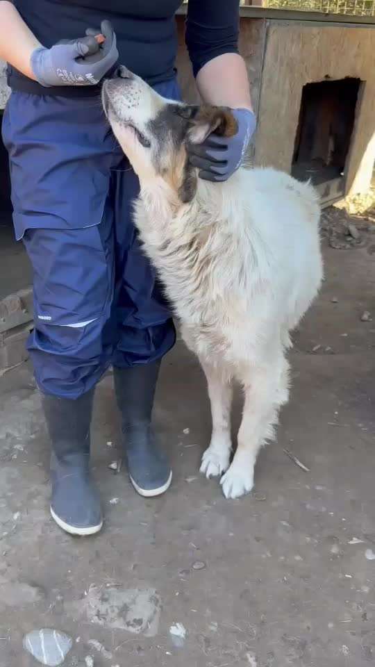 Tierschutzhunde suchen ein Zuhause-Beitrag-Bild