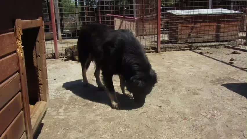 Tierschutzhunde suchen ein Zuhause-Beitrag-Bild