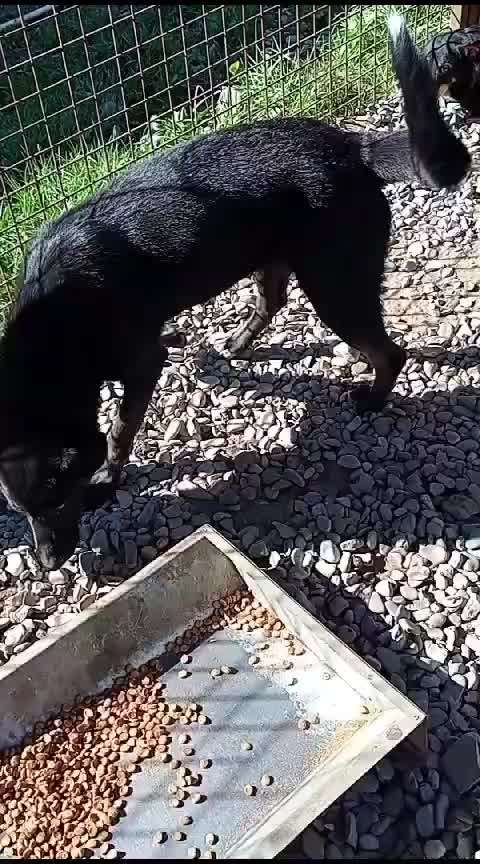 Tierschutzhunde suchen ein Zuhause-Beitrag-Bild