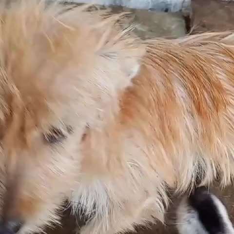 Tierschutzhunde suchen ein Zuhause-Beitrag-Bild