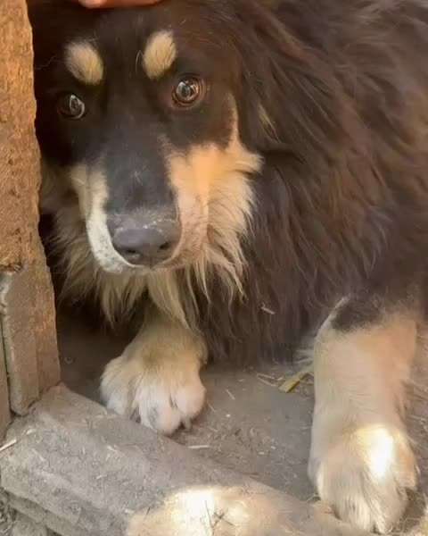 Tierschutzhunde suchen ein Zuhause-Beitrag-Bild