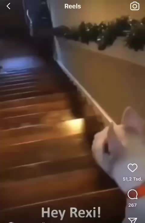 Hunde Memes-Beitrag-Bild