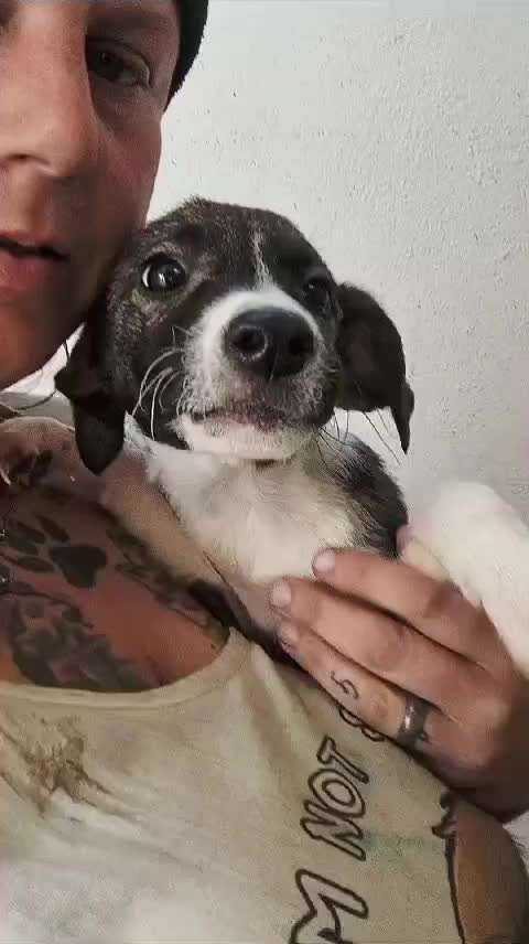 Tierschutzhunde suchen ein Zuhause-Beitrag-Bild