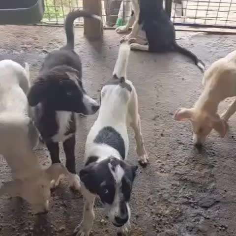 Tierschutzhunde suchen ein Zuhause-Beitrag-Bild