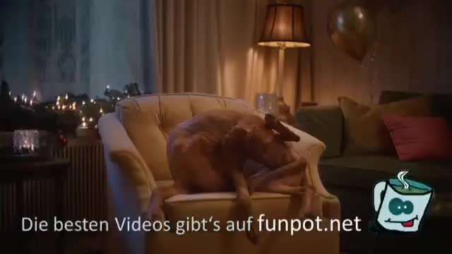 Hunde Memes-Beitrag-Bild