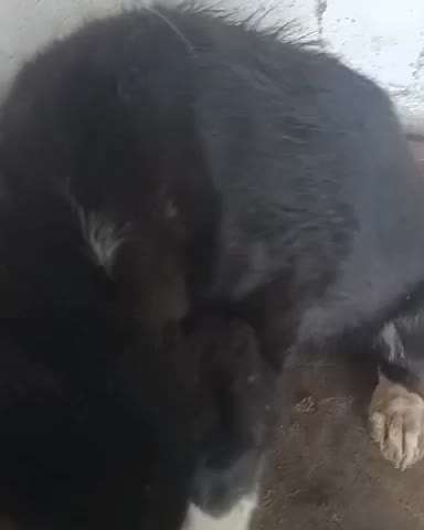 Tierschutzhunde suchen ein Zuhause-Beitrag-Bild