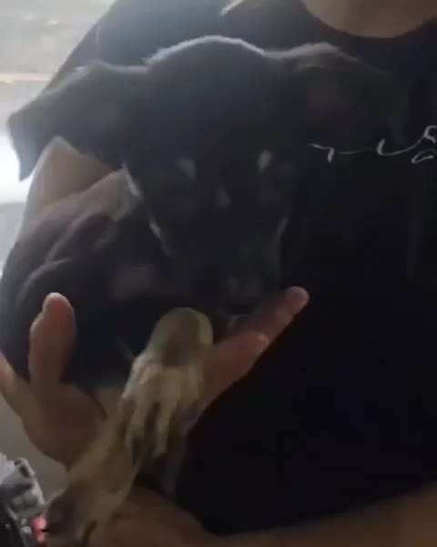 Tierschutzhunde suchen ein Zuhause-Beitrag-Bild