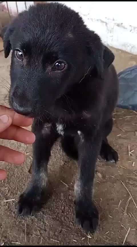 Tierschutzhunde suchen ein Zuhause-Beitrag-Bild