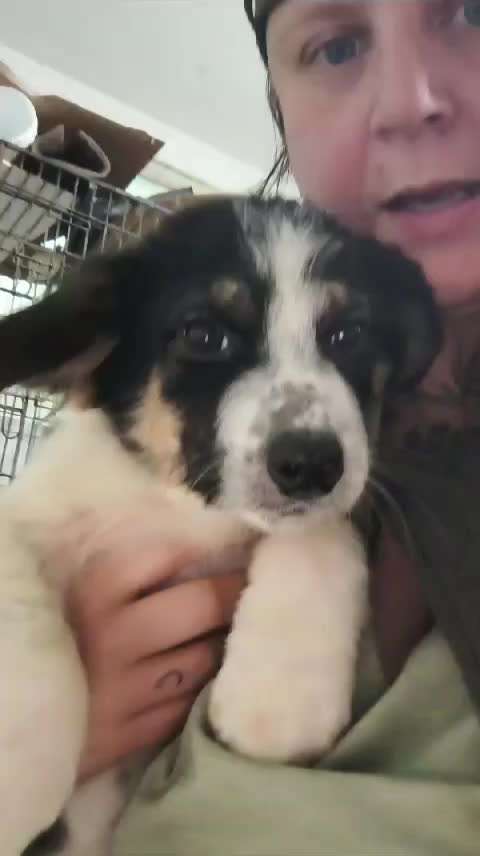 Tierschutzhunde suchen ein Zuhause-Beitrag-Bild