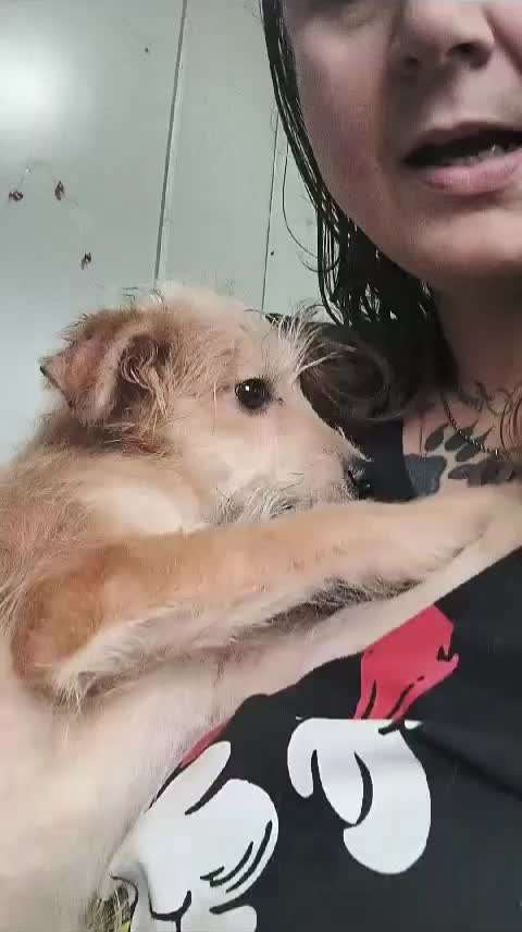 Tierschutzhunde suchen ein Zuhause-Beitrag-Bild