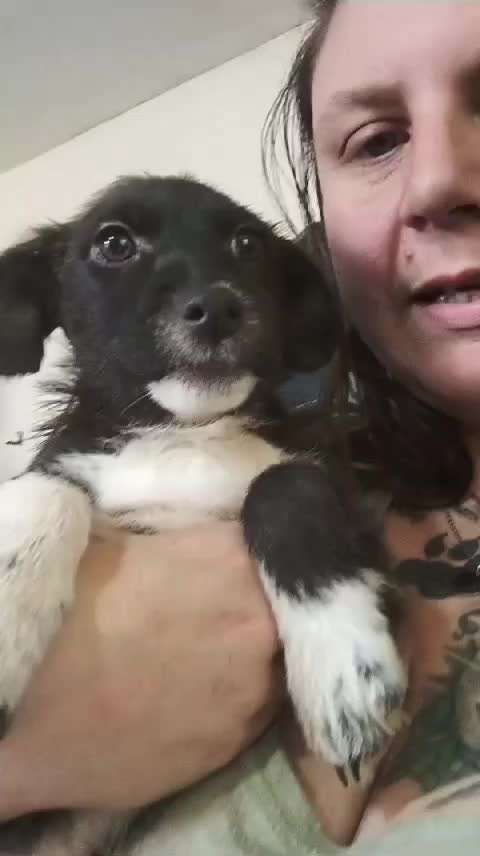 Tierschutzhunde suchen ein Zuhause-Beitrag-Bild