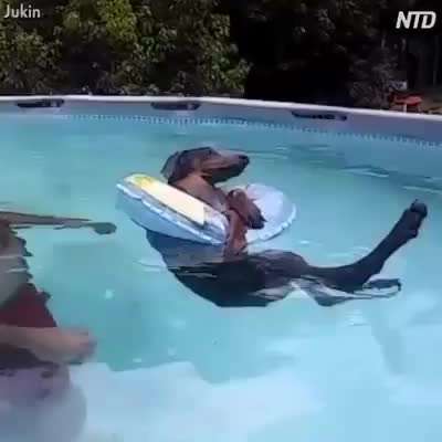 Hunde Memes-Beitrag-Bild