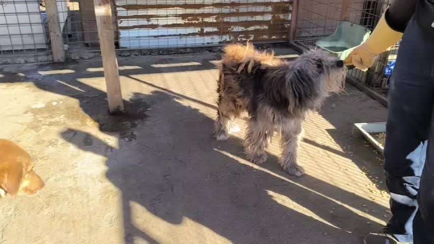 Tierschutzhunde suchen ein Zuhause-Beitrag-Bild