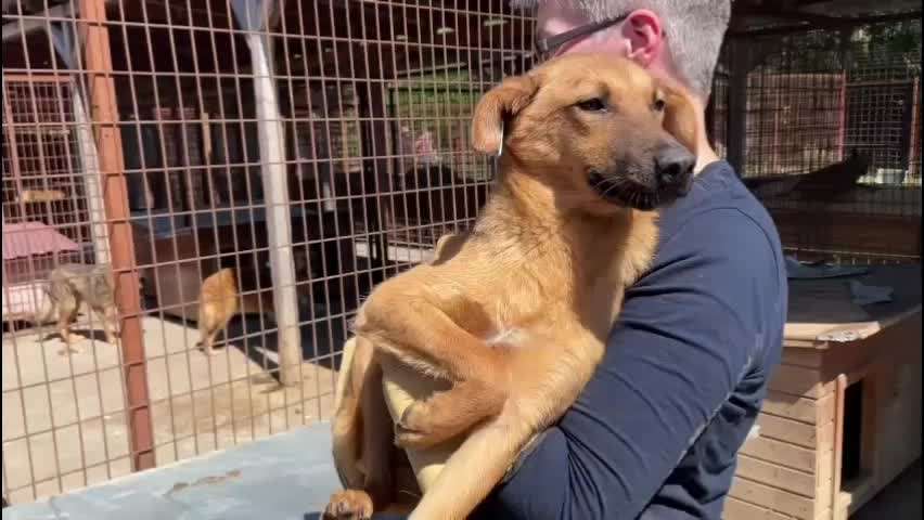 Tierschutzhunde suchen ein Zuhause-Beitrag-Bild