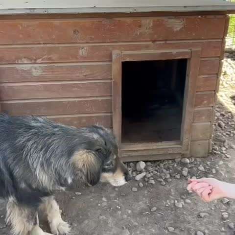 Tierschutzhunde suchen ein Zuhause-Beitrag-Bild