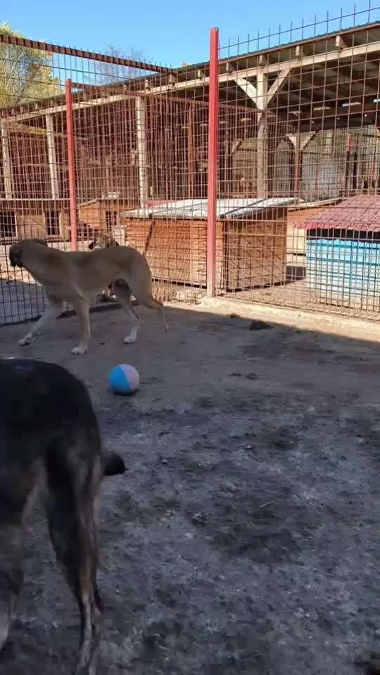 Tierschutzhunde suchen ein Zuhause-Beitrag-Bild