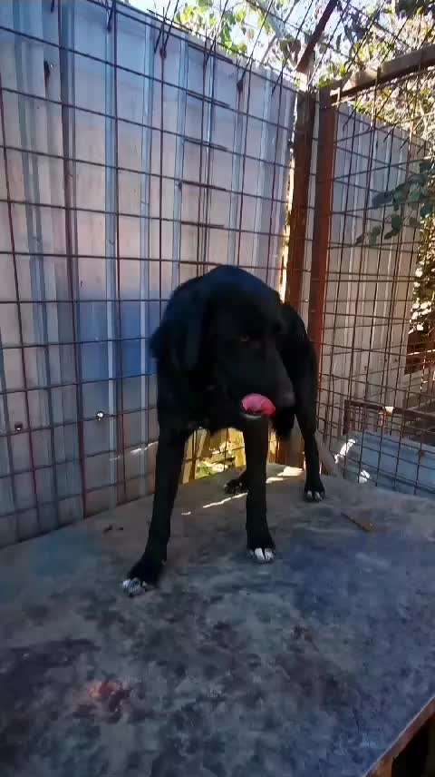 Tierschutzhunde suchen ein Zuhause-Beitrag-Bild