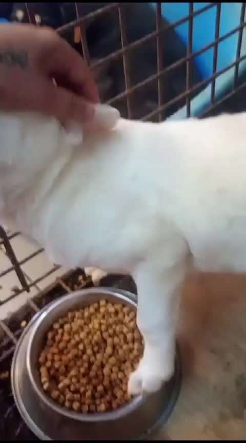 Tierschutzhunde suchen ein Zuhause-Beitrag-Bild