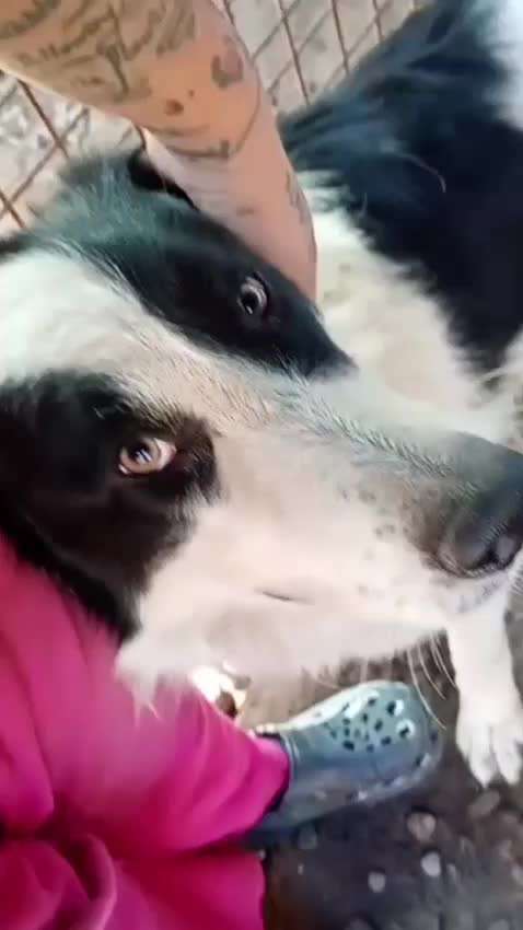 Tierschutzhunde suchen ein Zuhause-Beitrag-Bild