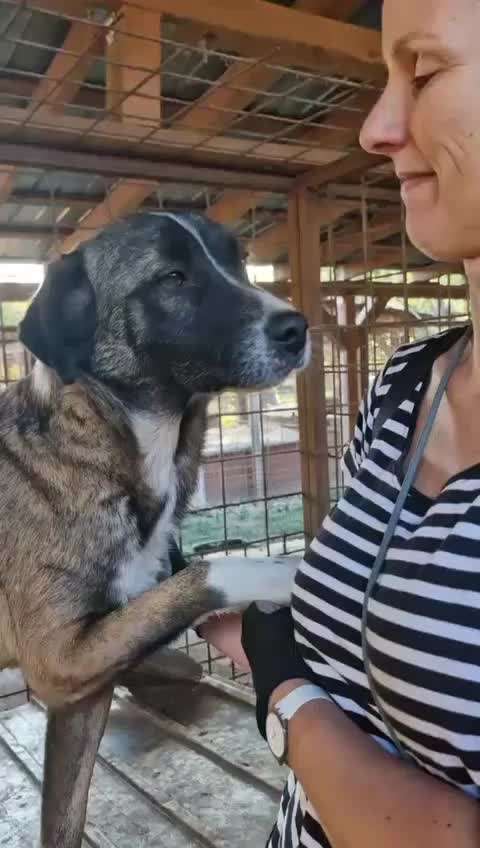 Tierschutzhunde suchen ein Zuhause-Beitrag-Bild