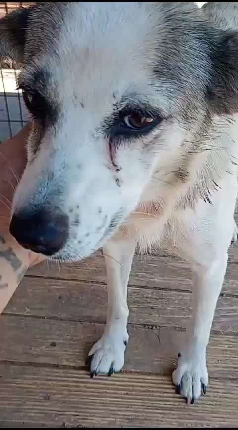 Tierschutzhunde suchen ein Zuhause-Beitrag-Bild