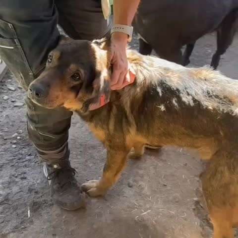 Tierschutzhunde suchen ein Zuhause-Beitrag-Bild