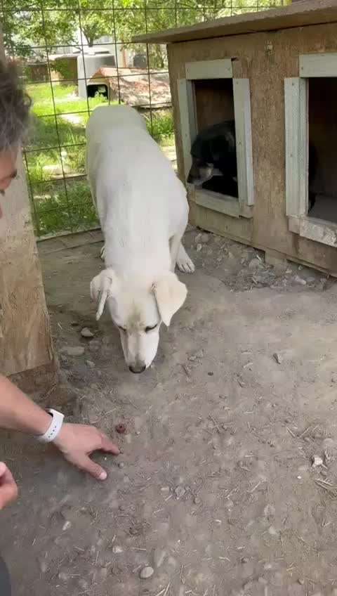 Tierschutzhunde suchen ein Zuhause-Beitrag-Bild