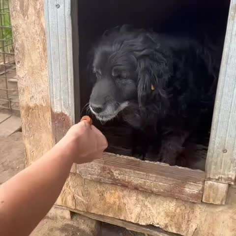 Tierschutzhunde suchen ein Zuhause-Beitrag-Bild