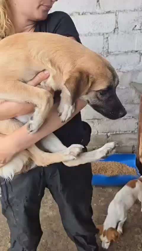 Tierschutzhunde suchen ein Zuhause-Beitrag-Bild