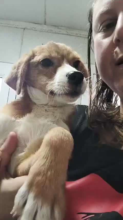 Tierschutzhunde suchen ein Zuhause-Beitrag-Bild