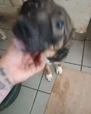 Tierschutzhunde suchen ein Zuhause-Beitrag-Bild