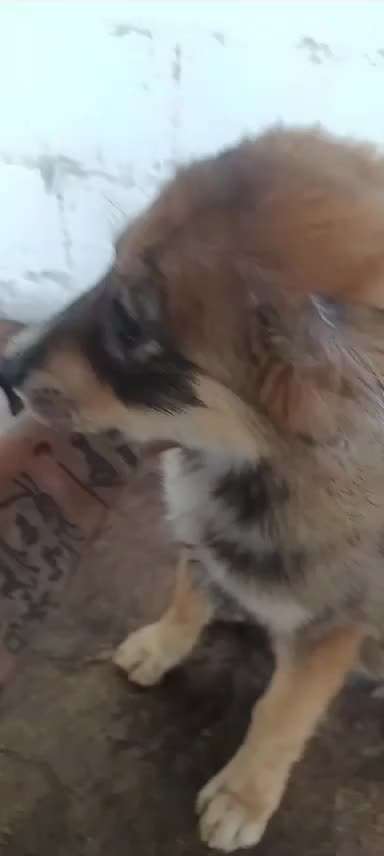 Tierschutzhunde suchen ein Zuhause-Beitrag-Bild