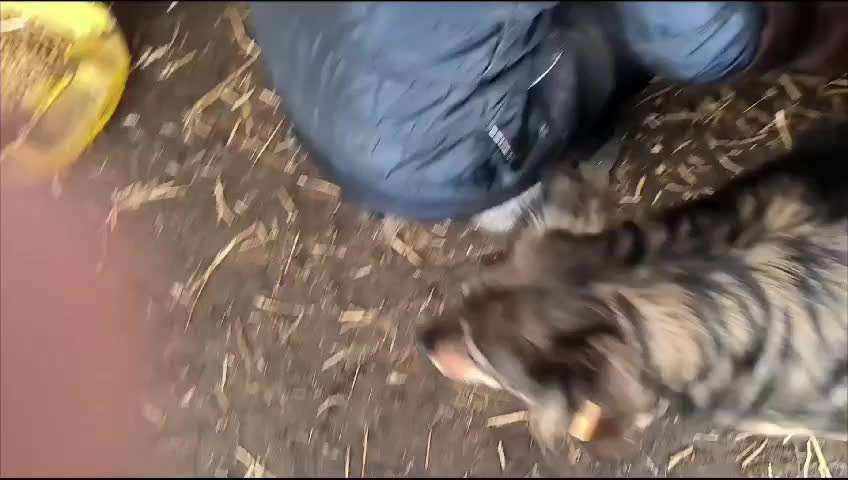 Tierschutzhunde suchen ein Zuhause-Beitrag-Bild