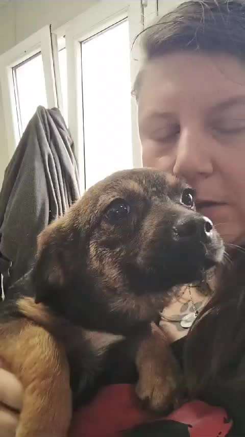 Tierschutzhunde suchen ein Zuhause-Beitrag-Bild