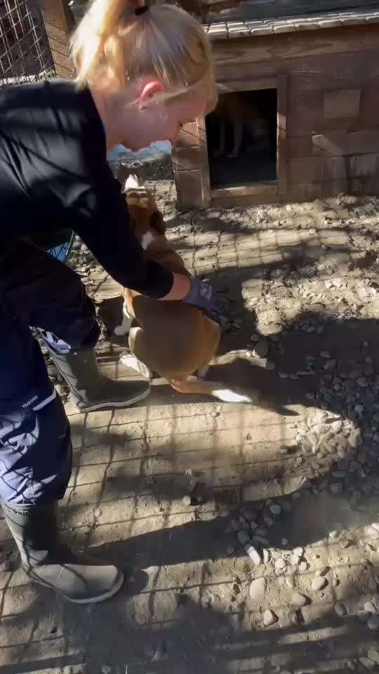 Tierschutzhunde suchen ein Zuhause-Beitrag-Bild