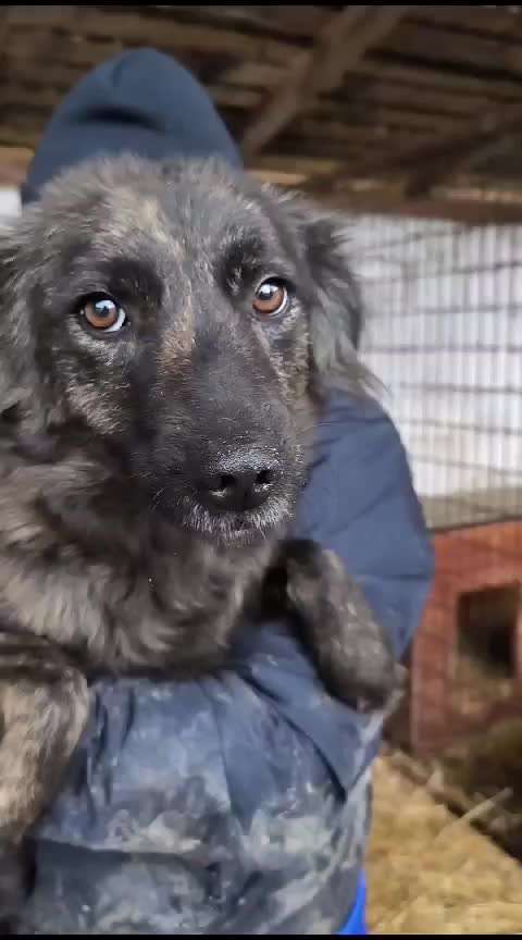 Tierschutzhunde suchen ein Zuhause-Beitrag-Bild