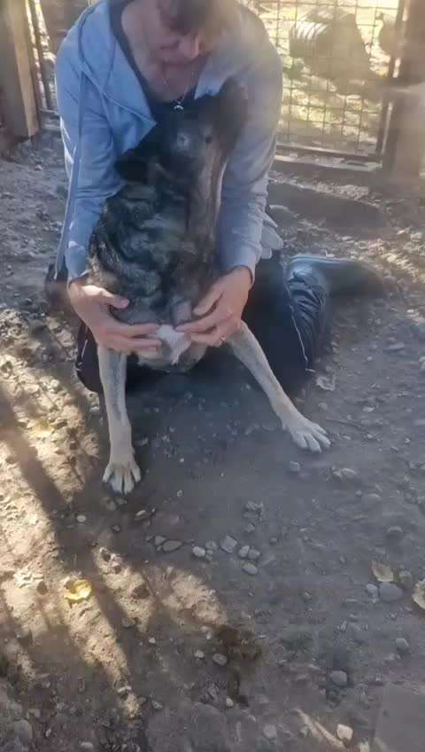 Tierschutzhunde suchen ein Zuhause-Beitrag-Bild