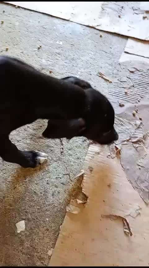 Tierschutzhunde suchen ein Zuhause-Beitrag-Bild