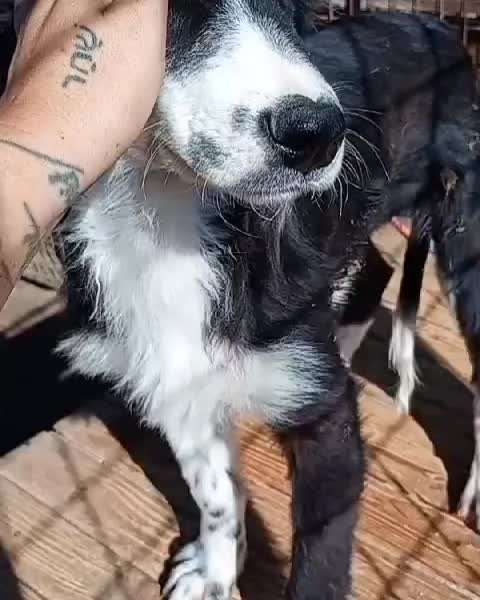 Tierschutzhunde suchen ein Zuhause-Beitrag-Bild