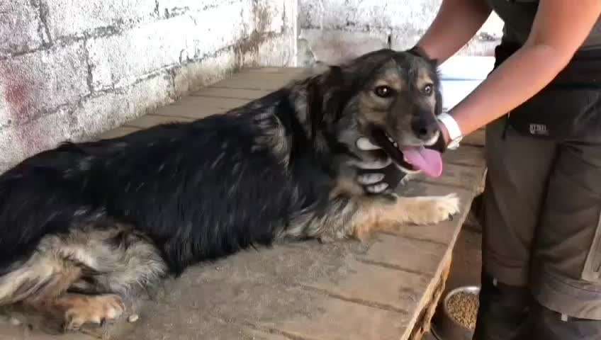 Tierschutzhunde suchen ein Zuhause-Beitrag-Bild