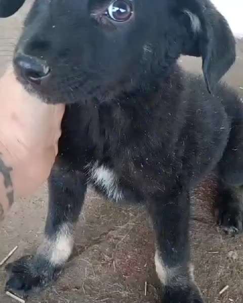 Tierschutzhunde suchen ein Zuhause-Beitrag-Bild