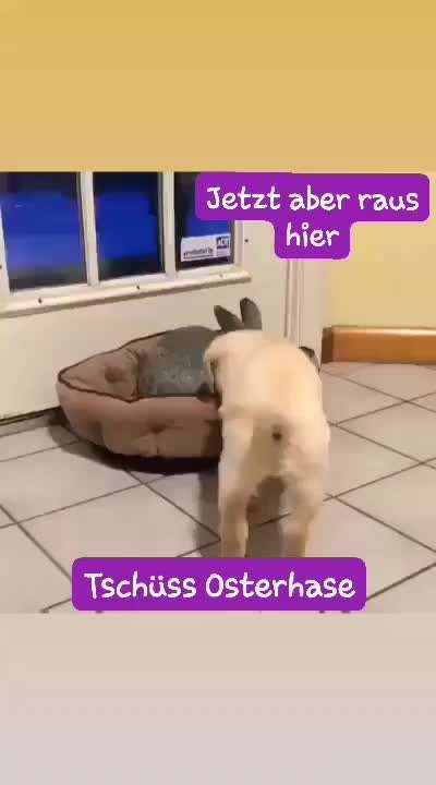 Hunde Memes-Beitrag-Bild