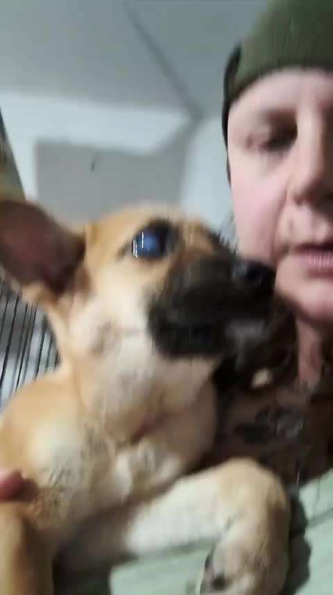 Tierschutzhunde suchen ein Zuhause-Beitrag-Bild